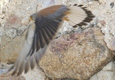 Männlicher Rötelfalke (Lesser Kestrel, Falco naumanni)