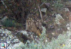 Uhu (Eurasian Eagle Owl, Bubo bubo)