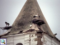 Weißstörche (Ciconia ciconia) nisten zuhauf in Cáceres