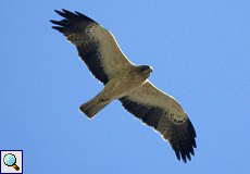 Zwergadler (Booted Eagle, Aquila pennatus)