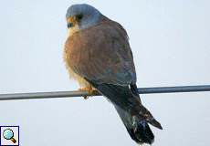 Männlicher Rötelfalke (Falco naumanni) in Trujillo