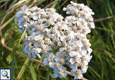 Schafgarbe (Common yarrow, Achillea millefolium agg.)