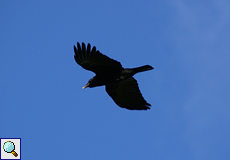Rabenkrähe (Carrion Crow, Corvus corone)