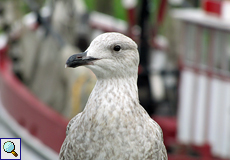 Jugendliche Silbermöwe (Herring Gull, Larus argentatus)
