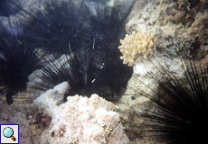 Gemeiner Diademseeigel (Longspine Urchin, Diadema setosum)