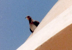 Palmtaube (Laughing Dove, Streptopelia senegalensis)
