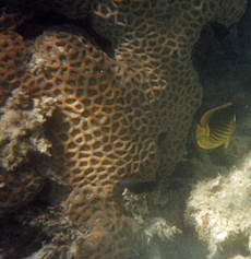 Koralle im Roten Meer
