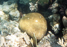 Hirnkoralle (Brain Coral, Platygyra sp.)