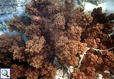 Unbestimmte Korallenart Nr. 2