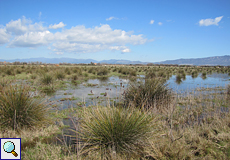 Feuchte Weide im Naturschutzgebiet Aiguamolls de l'Empordà