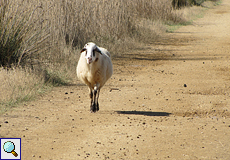 Schaf im Naturschutzgebiet
