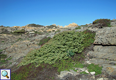 Niedrige und ausdauernde Pflanzen am Cap de Creus