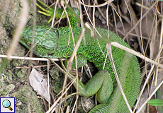 Westliche Smaragdeidechse (Western Green Lizard, Lacerta bilineata)