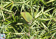 Grüner Zipfelfalter (Green Hairstreak, Callophrys rubi)