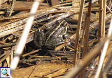 Spanischer Wasserfrosch (Perez's Frog, Rana perezi)