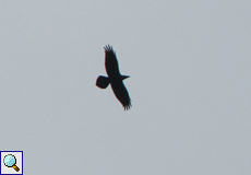 Kolkrabe (Common Raven, Corvus corax)