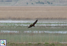 Weibliche Rohrweihe (Western Marsh Harrier, Circus aeruginosus)