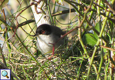 Männliche Samtkopf-Grasmücke (Sardinian Warbler, Sylvia melanocephala melanocephala)
