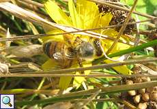 Westliche Honigbiene (Apis mellifera) in der Dellbrücker Heide