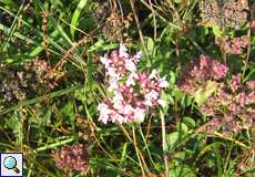 Blüten des Arzneimittel-Thymians (Thymus pulegioides) in der Dellbrücker Heide