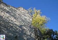 Mauer der Burg Drachenfels und Vegetation