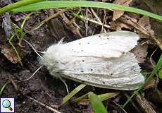 Breitflügeliger Fleckleibbär (White Ermine, Spilosoma lubricipeda)
