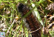 Raupe des Brombeerspinners (Fox Moth, Macrothylacia rubi)