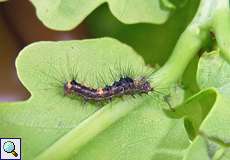 Raupe des Schlehen-Bürstenspinners (Rusty Tussock Moth, Orgyia antiqua)