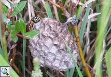 Zierliche Feldwespe (Paper Wasp, Polistes bischoffi)