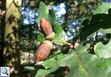 Früchte einer Stieleiche (Quercus robur) im NSG Am Hornpottweg