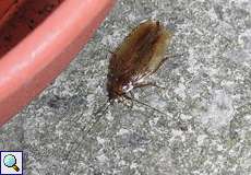 Bernstein-Waldschabe (Cockroach, Ectobius vittiventris)