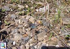 Blauflügelige Ödlandschrecke (Blue-winged Grasshopper, Oedipoda caerulescens)