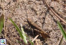 Brauner Grashüpfer (Common Field Grashopper, Chorthippus brunneus)