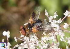 Weibliche Breitflügelige Raupenfliege (Tachinid Fly, Ectophasia crassipennis)