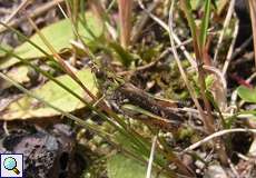 Männliche Gefleckte Keulenschrecke (Mottled Grasshopper, Myrmeleotettix maculatus)