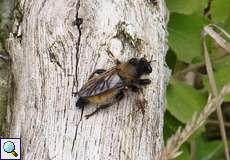 Gelbe Raubfliege (Bumblebee Robberfly, Laphria flava)