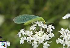 Gemeine Florfliege (Green Lacewing, Chrysoperla carnea s.l.)
