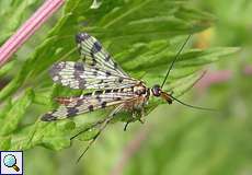 Weibliche Gemeine Skorpionsfliege (Scorpionfly, Panorpa vulgaris)