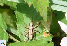 Gewöhnliche Strauchschrecke (Dark Bush-cricket, Pholidoptera griseoaptera), Larve