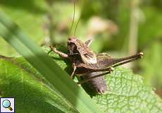 Männliche Gewöhnliche Strauchschrecke (Dark Bush-cricket, Pholidoptera griseoaptera)