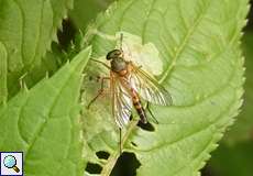 Goldgelbe Schnepfenfliege (Marsh Snipefly, Rhagio tringarius)