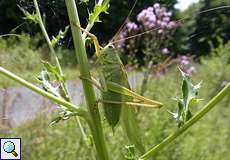 Männliches Grünes Heupferd (Great Green Bush-cricket, Tettigonia viridissima)