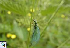 Grünes Perlenauge (Green Lacewing, Chrysopa perla)