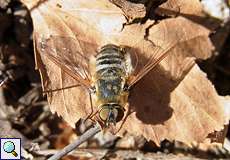 Hottentottenfliege (Bee-fly, Villa hottentotta)