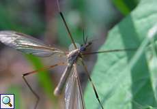 Kohlschnake (Marsh Crane Fly, Tipula oleracea)