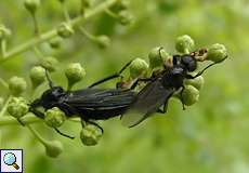 Märzfliegen (St. Mark's Fly, Bibio marci) bei der Paarung, links das Männchen und rechts das Weibchen