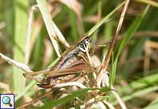 Weibliche Roesels Beißschrecke (Roesel's Bush-Cricket, Roeseliana roeselii)