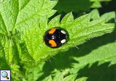 Asiatischer Marienkäfer (Harlequin Ladybird, Harmonia axyridis), schwarze Variante
