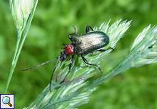 Blaubock (Longhorn Beetle, Carilia virginea bzw. Gaurotes virginea)
