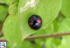 Nierenfleckiger Kugelmarienkäfer (Kidney-spot Ladybird, Chilocorus renipustulatus)